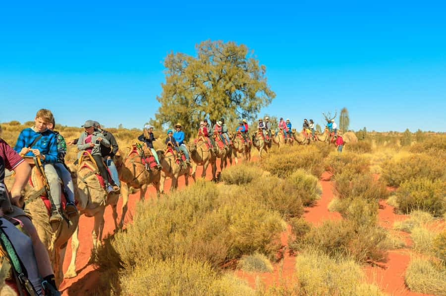 From Agadir or Taghazout: Camel Ride Berber Tour Experience - Pickup from Agadir or Taghazout