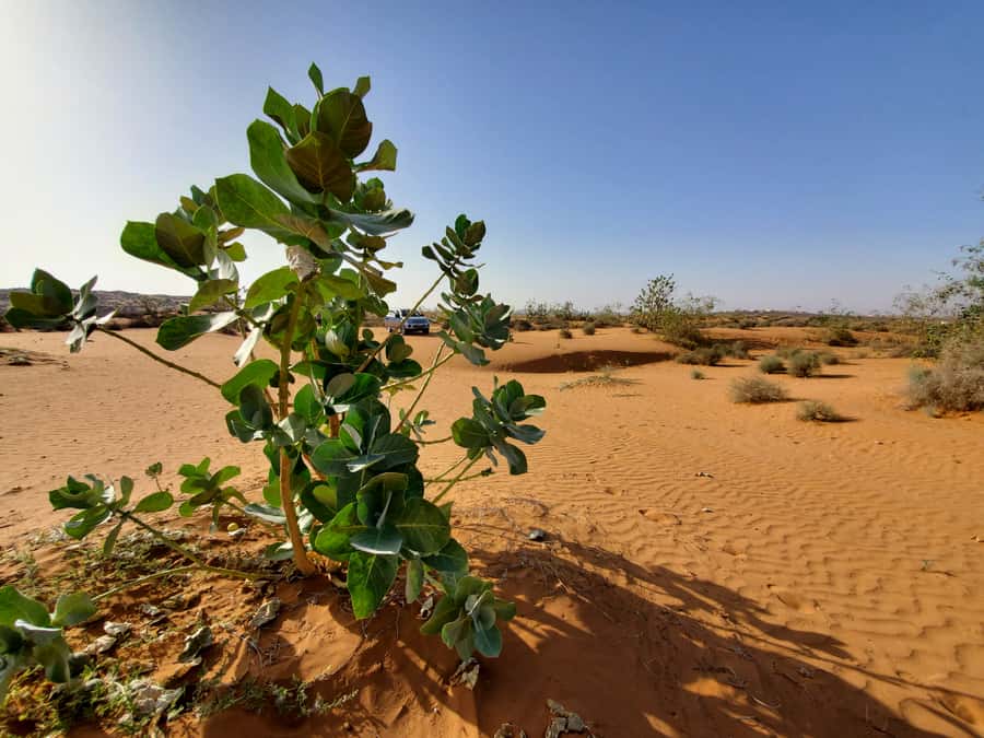 From Agadir: Sahara Desert Day Trip and Camel Ride - Through the Massa Valley and Anti-Atlas villages