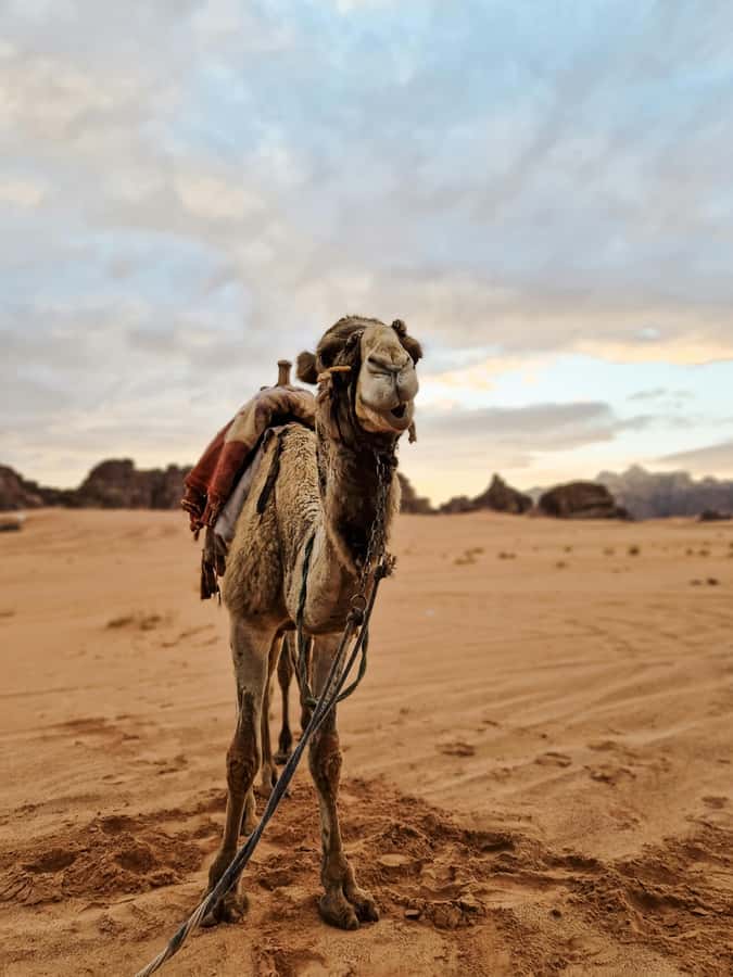 From Agadir: Sahara Desert Day Trip and Camel Ride - A homemade Berber lunch and mint tea