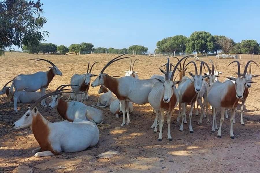 From Agadir: Souss-Massa National Park Tour with Lunch - Is $79 good value?
