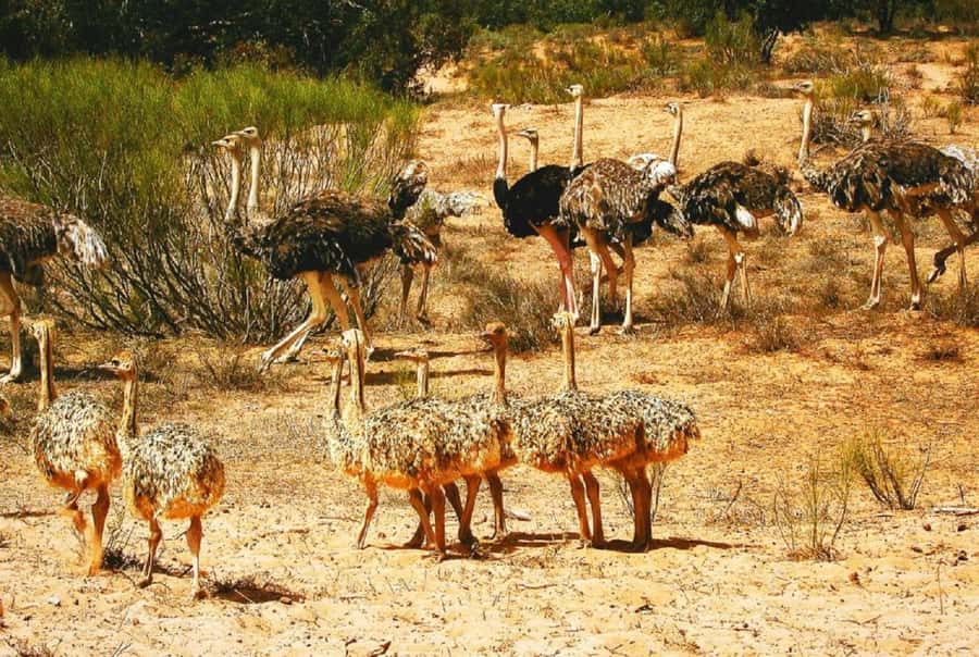 From Agadir: Souss-Massa National Park Tour with Lunch - Why Souss-Massa is worth leaving Agadir for