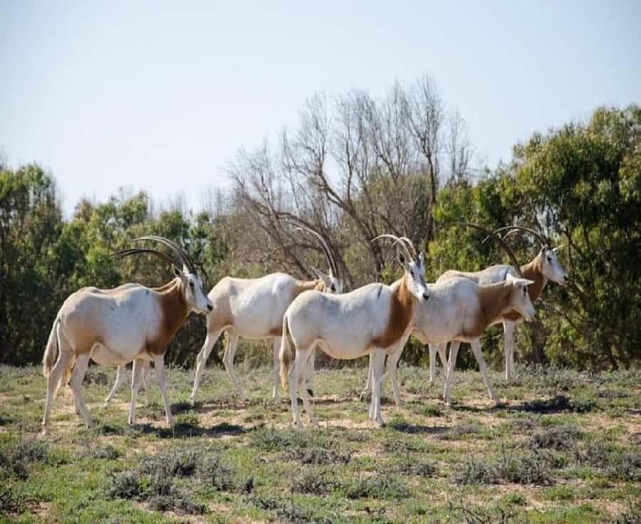 From Agadir: Souss-Massa National Park Tour with Lunch - The museum and the park’s protected animals