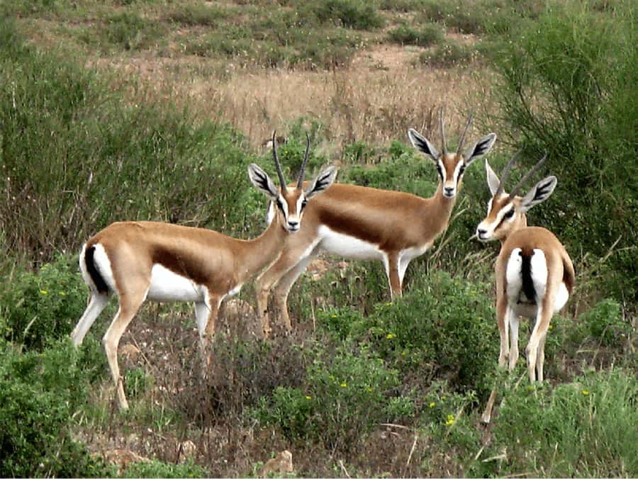 From Agadir: Souss-Massa National Park Tour with Lunch - What the 4WD safari is really like