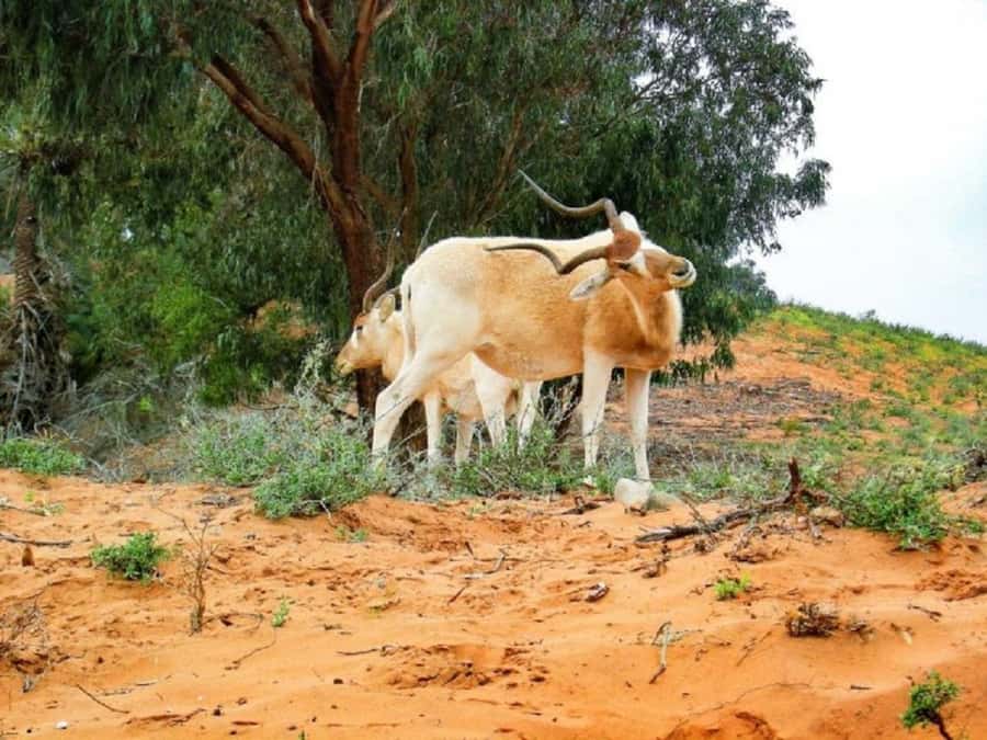 From Agadir: Souss-Massa National Park Tour with Lunch - The morning drive from Agadir to the reserve