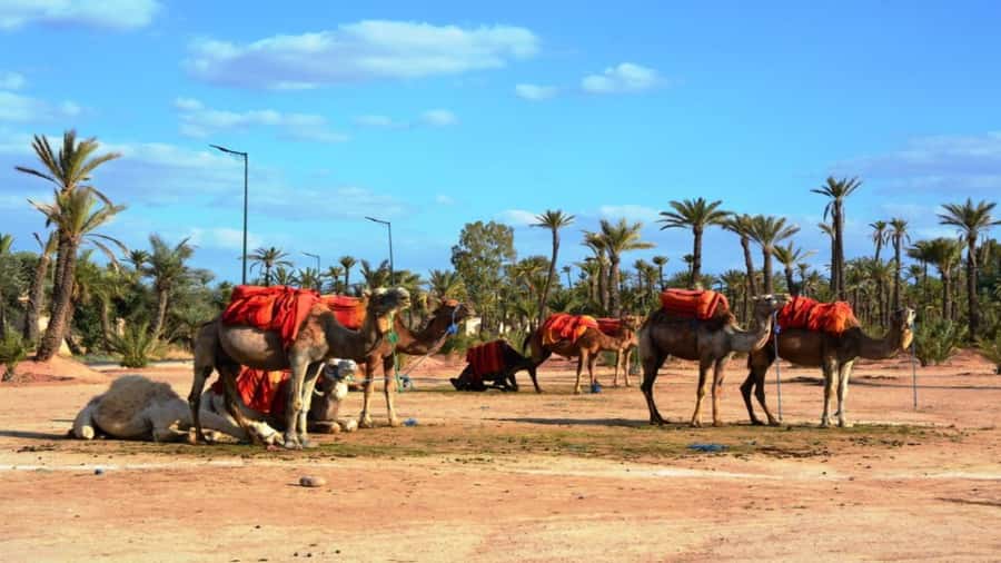 From Casablanca: Day Trip to Marrakech with Camel Ride - Lunch, shopping, and the craft quarters
