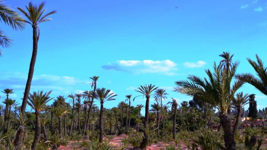 From Casablanca: Day Trip to Marrakech with Camel Ride - Walking the Medina and passing through Gueliz