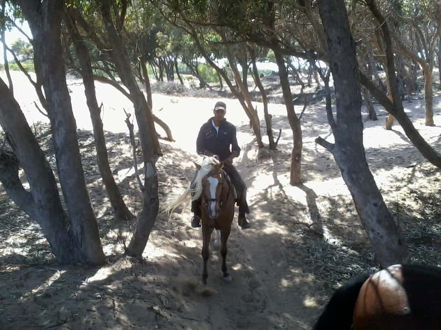 From Essaouira: 1-Hour Horse Ride - Who Should Book This Ride