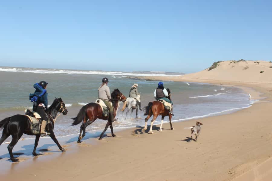 From Essaouira: 1-Hour Horse Ride - Meeting the Barb Arabian Horses