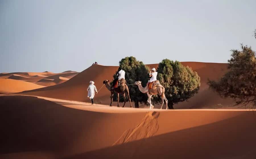 From Fes: 3-Day Luxury Desert Tour to Marrakech via Merzouga - Day 1: Ifrane, cedar forest, and the road to Merzouga