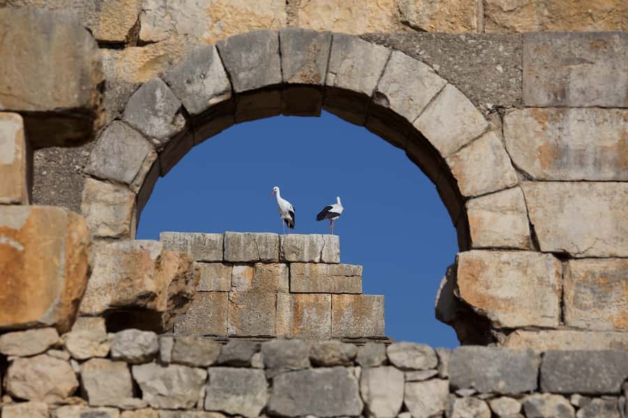 From Fes: Volubilis, Moulay Idriss and Meknes Full-Day Trip - Key points to know before booking