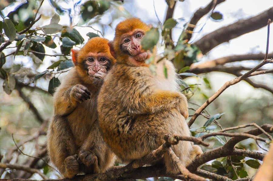 From Fez: Middle Atlas and Monkey Forest Day Trip - Ain Vital gives you a photo stop with breathing room