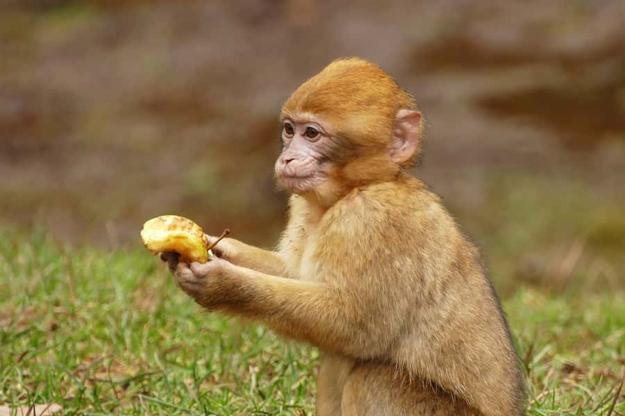 From Fez: Middle Atlas and Monkey Forest Day Trip - Ifrane, the Morocco that surprises most people