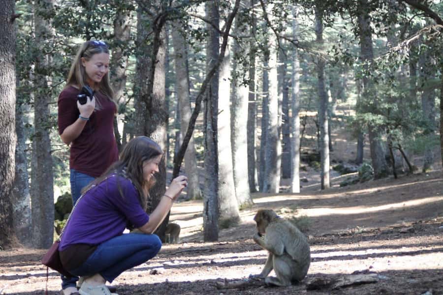 From Fez: Middle Atlas Day Trip with Ifrane National Park - Why this Middle Atlas trip works so well from Fez