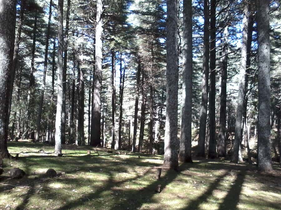 From Fez: Middle Atlas Day Trip with Ifrane National Park - Cedar forest and the Barbary macaques