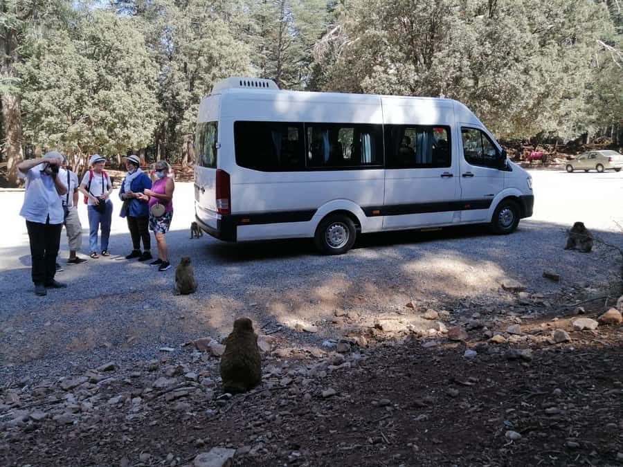 From Fez: Middle Atlas Day Trip with Ifrane National Park - Immouzar and the first look at rural Amazigh life