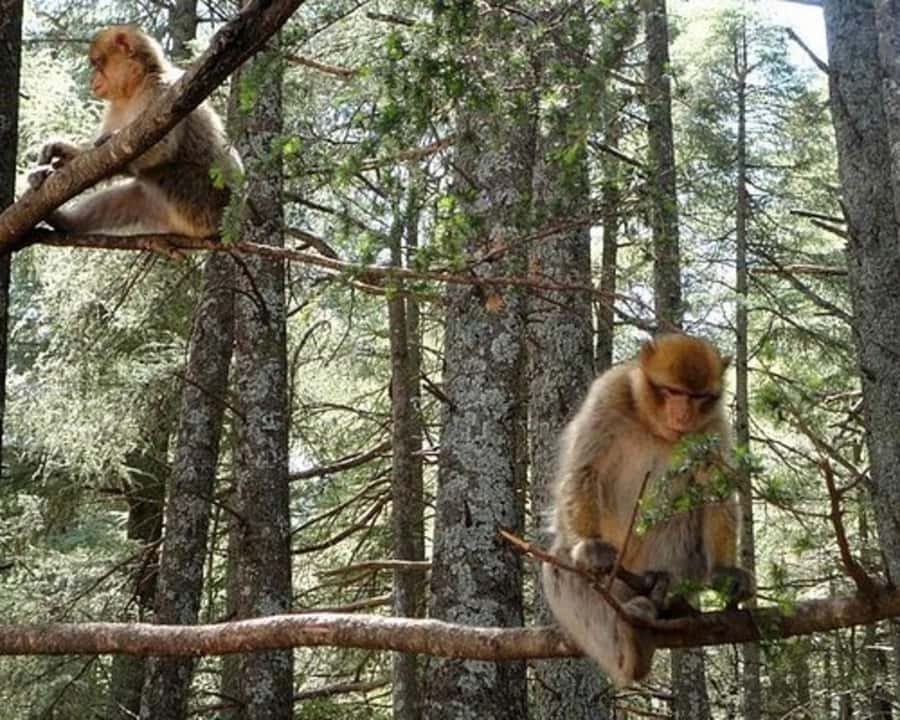 From Fez: Middle Atlas Ifran and Forest of Monkeys Day Trip - Key points to know before you go