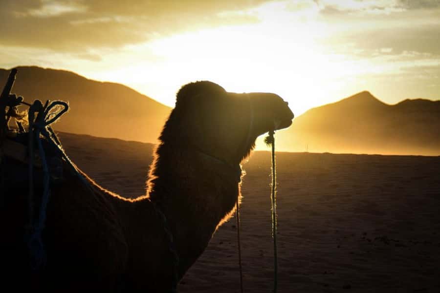 From Marrakech: 2-Day Desert Excursion - Key points to know before booking