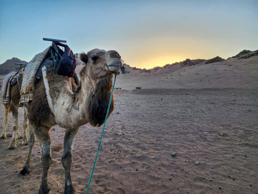 From Marrakech: 2-Days luxurious experience to Zagora Desert - Standard camp or luxury camp?