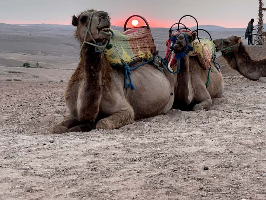 From Marrakech: Agafay Desert Sunset, Quad Biking, & Dinner - Sunset beside the pool