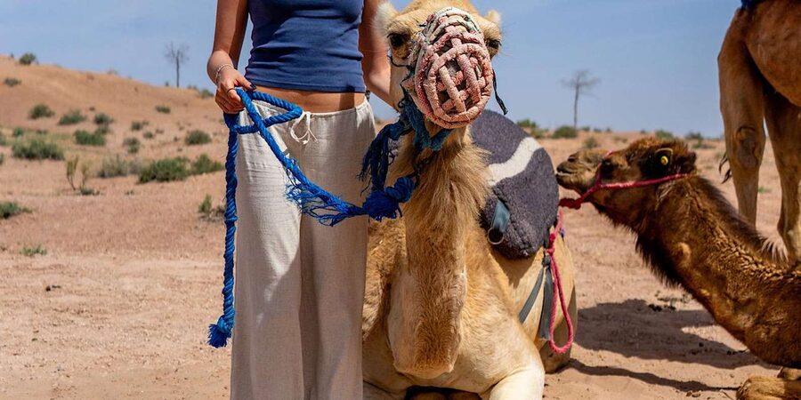 From Marrakech: Agafay Sunset Camel Tour with Dinner & Show - Transport, guides, and the small-group question