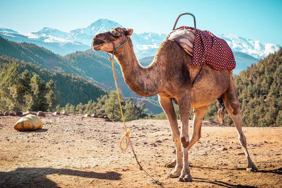 From Marrakech: Atlas Mountains Full-Day Hiking Trip w Lunch - The Walk Can Be Adapted