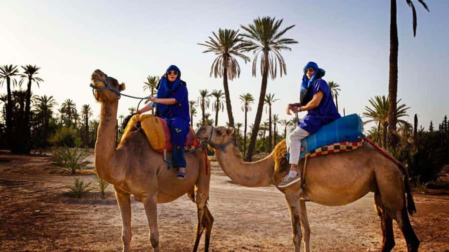 From Marrakech: Camel ride in the oasis palmeraie Grove - What the one-hour camel ride is really like