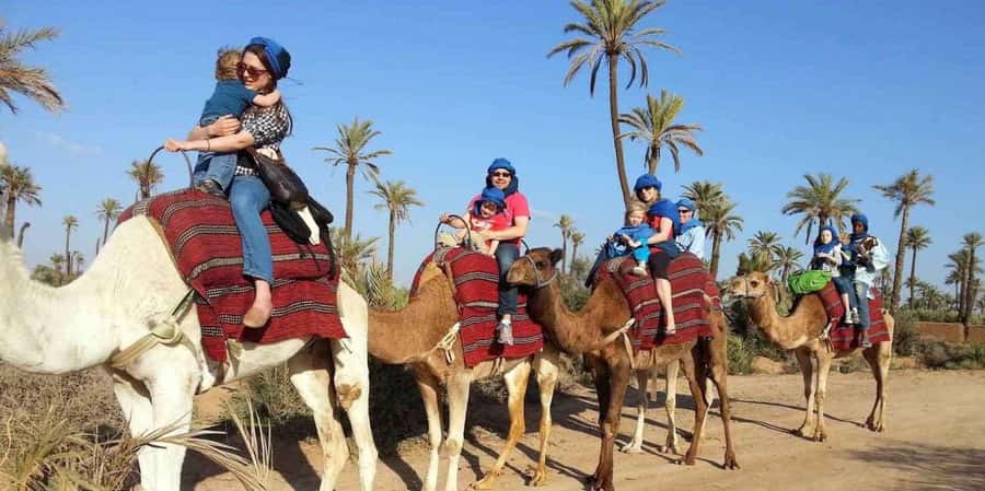 From Marrakech: Camel ride in the oasis palmeraie Grove - Sunset timing and the most important practical warning