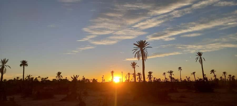 From Marrakech: Camel ride in the oasis palmeraie Grove - Should you book this Palmeraie camel ride?