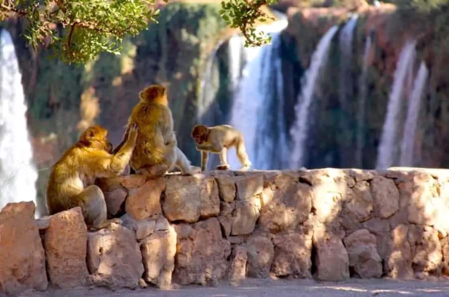 From Marrakech: Day Tour to Ouzoud Waterfalls - Why Ouzoud is worth the long ride from Marrakech