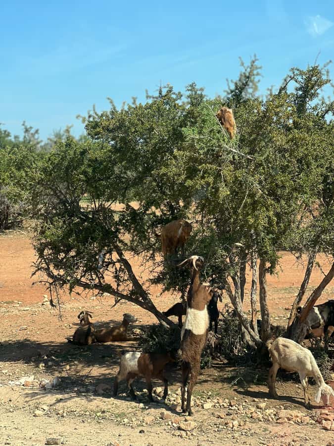 From Marrakech: Day Trip to Essaouira with Transfers - Key points to know before booking