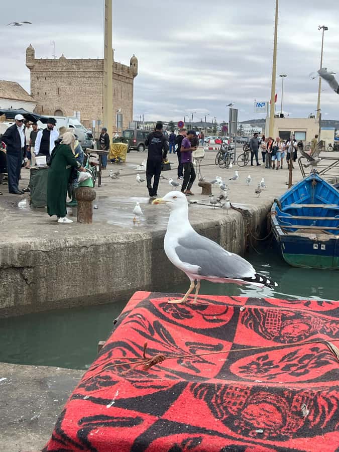 From Marrakech: Day Trip to Essaouira with Transfers - Eating at the harbour: fresh fish and useful patience
