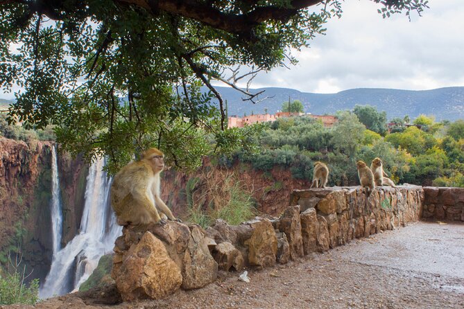 From Marrakech: Day trip to Ouzoud waterfalls and boat tour - The 8:00 a.m. pickup and three-hour road journey