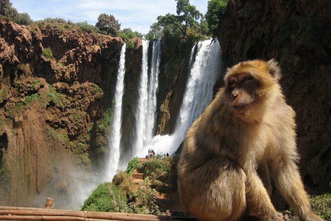 From Marrakech: Day Trip to Ouzoud Waterfalls Guided & Boat Ride - Leaving Marrakech at 8:00 am