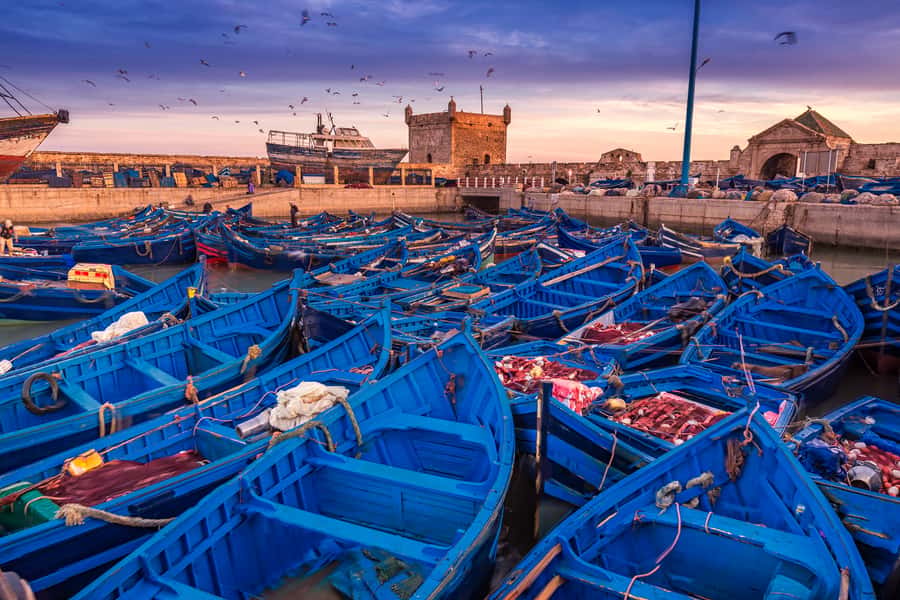 From Marrakech: Essaouira & Atlantic Coast Full-Day Trip - How much free time will you really have?