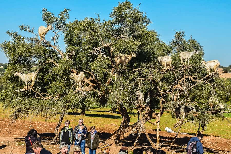 From Marrakech: Essaouira Day Tour with Optional Activities - What happens at the argan oil cooperative