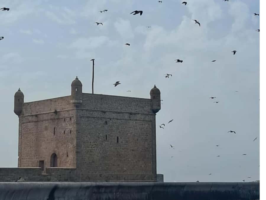 From Marrakech: Essaouira day Trip with camel, horse & quad - Beach time and optional camel, horse, or quad rides