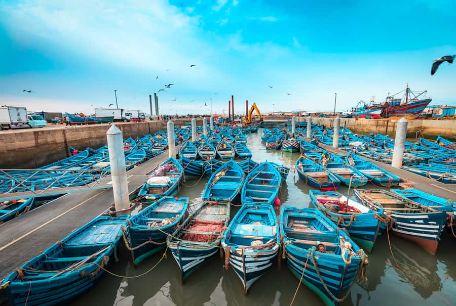 From Marrakech: Essaouira Private Full-Day Trip - Price, languages, and who gets the best value