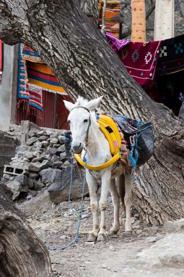 From Marrakech: Full-Day in the Atlas Mountains with Lunch - Berber breakfast, tea, and local hospitality