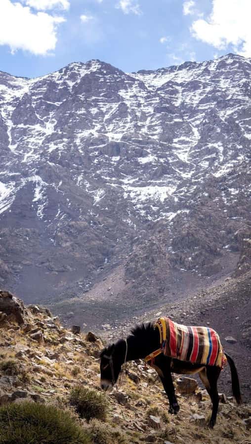 From Marrakech: Full-Day in the Atlas Mountains with Lunch - Hiking into Imlil Valley
