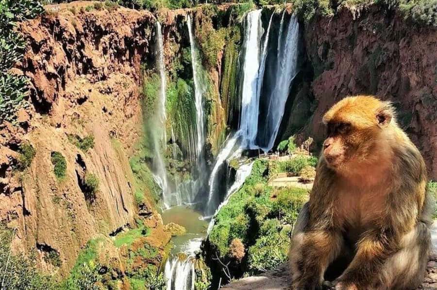From Marrakech: Guided Ouzoud Waterfalls Tour with Boat Ride - Lunch, monkeys, mills, and valley time