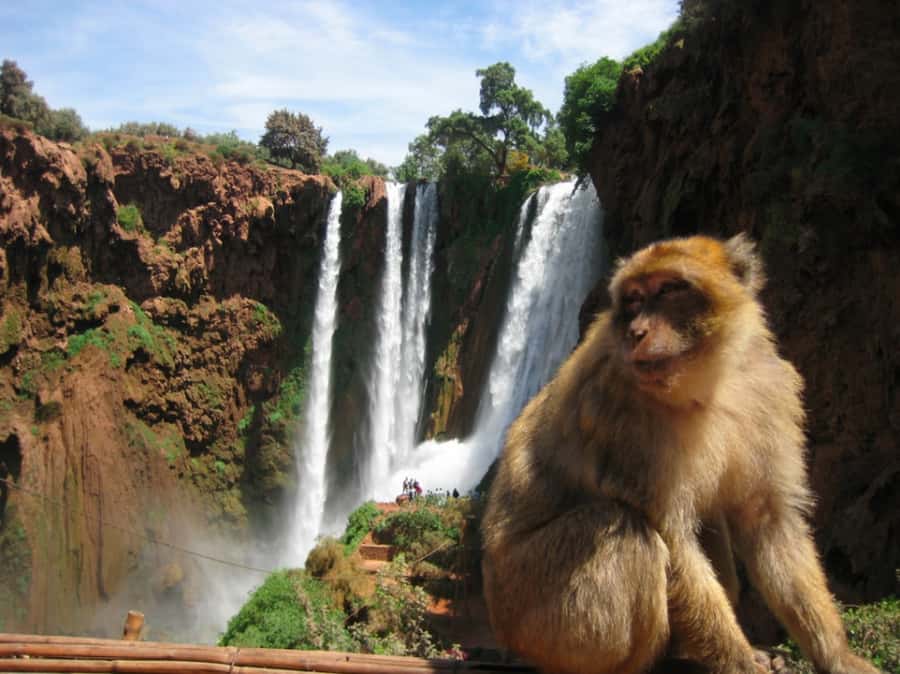From Marrakech: Guided Ouzoud Waterfalls Tour with Boat Ride - What the $13 price really buys you