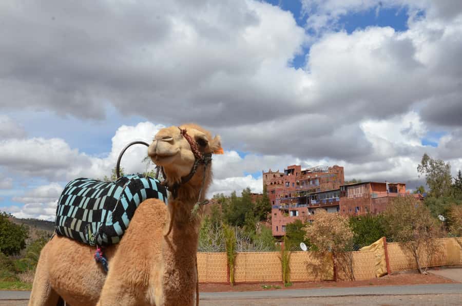From Marrakech: Ourika Valley Day Trip with Lunch - Practical advice for getting the most from the day