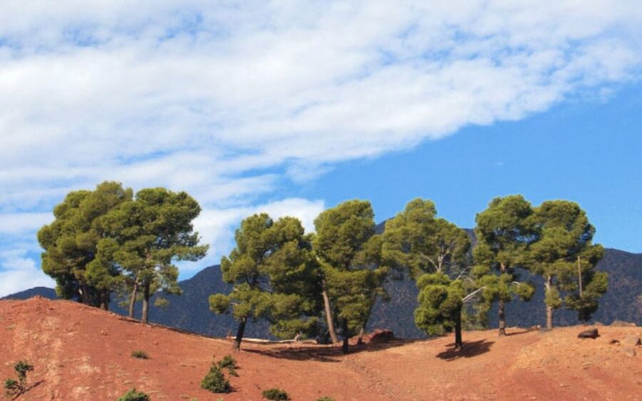 From Marrakech: Ourika Valley Tour with Lunch & Camel Ride - Learning about Berber life and argan oil