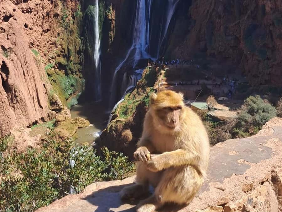 From Marrakech:Ouzoud Waterfalls Day Trip with Boat Tour - Key points before you book