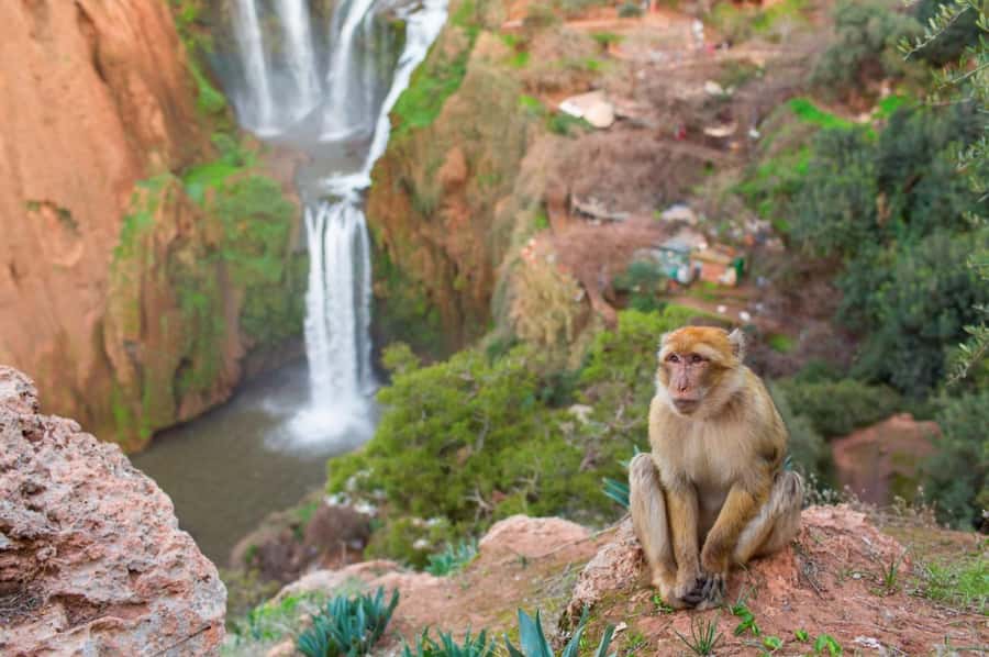 From Marrakech: Ouzoud Waterfalls Guided Hike and Boat Tour - Lunch with a view, but check the bill