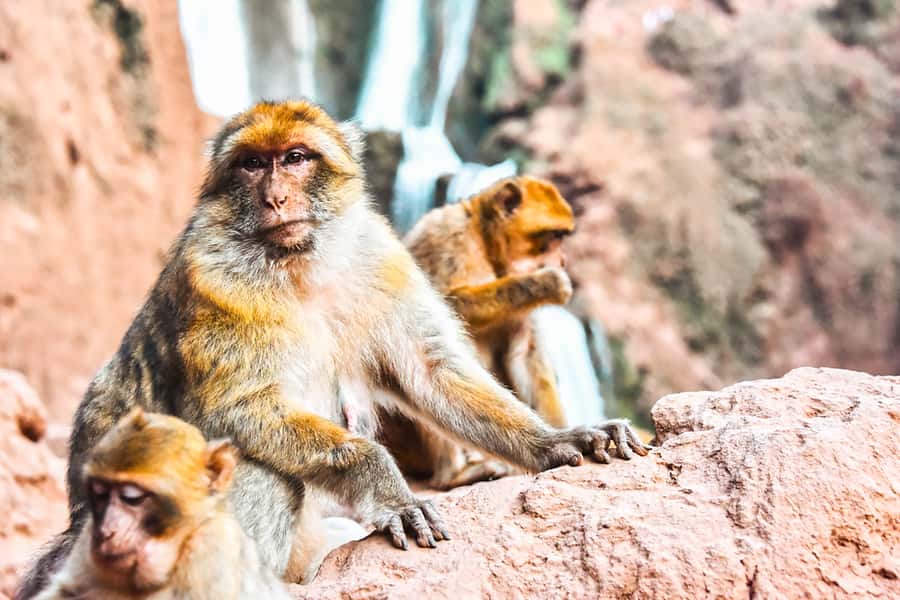 From Marrakech: Ouzoud Waterfalls Guided Tour & Boat Ride - Who will enjoy this day most