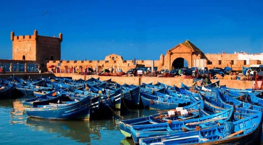 From Marrakech To Essaouira Mogador Full Day Trip Smallgroup - Argan trees and the women’s cooperative