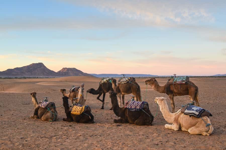 From Marrakesh: 2-Day Desert Zagoura Tour - The guides can shape the whole two days