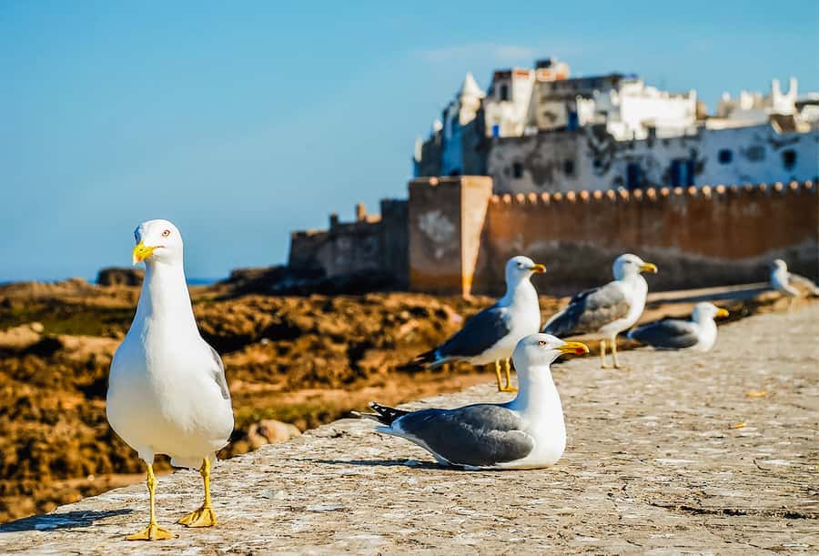 From Marrakesh: Essaouira Full-Day Trip - Beach time and the value of five free hours