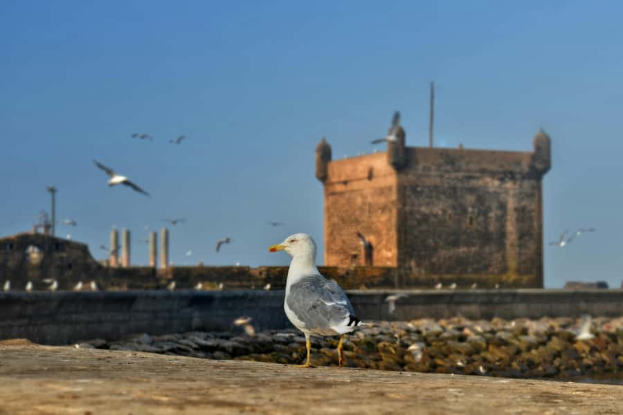 From Marrakesh: Small Group To Essaouira With Opt Activities - Four hours to make Essaouira your own